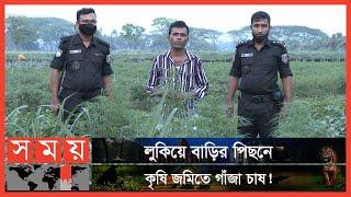 খুচরা গাঁজা বিক্রেতা থেকে গাঁজা চাষি! | Mymensingh News | Somoy TV