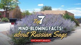 7 Mind-Blowing Facts About Russian Sage You Won't Believe!  // Gardening Tips