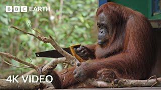 Funny Orangutan Learns to Saw Wood | 4K Video | Spy In The Wild | BBC Earth