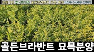 2023 황금측백 골든브라반트 묘목 분양/ 2024년 봄 예약 가능/ 한정수량이라 얼른 전화주세요./Good Tree! Good Price!/가격은 설명란에