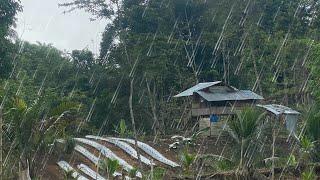 Rawat tanaman dari serangan hama dan gulma