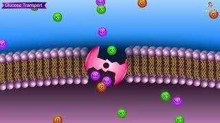 Glucose transporters (GLUT) Animation: Usmle Medical Biochemistry