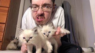 KITTENS  - Ricky Berwick