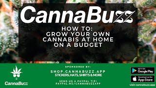 How to Create a Budget Home Grow - CannaBuzz LIVE