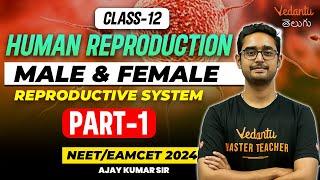 Human Reproduction-1 | Male and Female Reproductive System | NEET/EAMCET 2024 | Vedantu Telugu