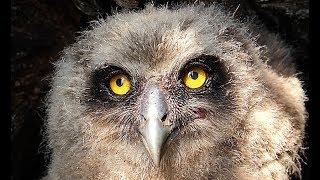 Рыбный филин. Blakiston's fish owl. Проверка гнёзд. Заповедник "Курильский" | Film Studio Aves