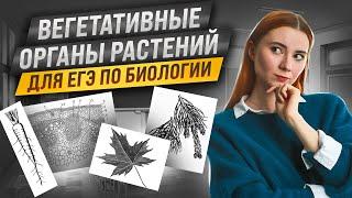 Вегетативные органы растений и их видоизменения | ЕГЭ биология