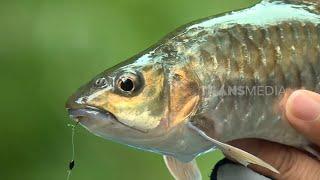 Menaklukkan Ikan Mahseer di Sungai Ringin | MANCING MANIA STRIKE BACK (21/12/24) Part 2