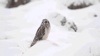 Short-Eared Owl