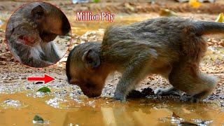 Very Heartbroken ! Poor Baby Monkey Harry Weak And severe injuries, Look Harry Most Pity With Cry