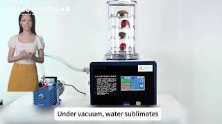 How the Standard Vacuum Freeze Dryer Works | Preserve with Precision!