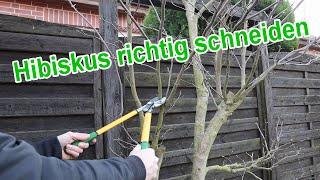 Hibiskus richtig schneiden wann, wie, wieviel – Gartenhibiskus Rückschnitt, Erhaltungsschnitt