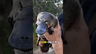 Meet the Platypus: The Venomous, Egg-Laying Mammal of Australia!
