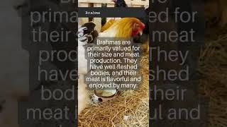 All about Chicken Breeds | Brahma