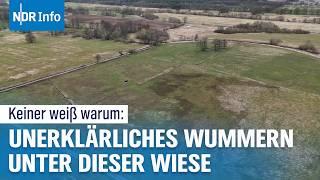 Ungelöstes Mysterium – Woher kommen die unerklärlichen Geräusche unter dieser Wiese? I NDR Info