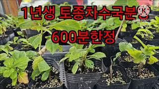 토종차수국분양