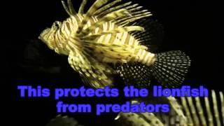 Lionfish - Pterois volitans