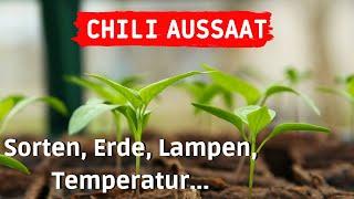 Chili Aussaattipps - Sorten, Erde, Keimtemperatur, LED Pflanzenlampen - Chili Anzucht  2023