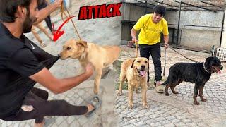New Dog Ny Ata Sath Attack Kr Dea 