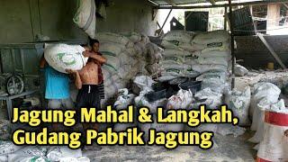Jagung Mahal & Langka, Gudang Penggilingan Jagung.