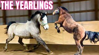 These Yearlings Are Wacko! Zoomies, Training, & More