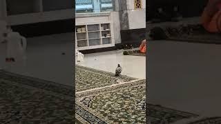 #альхараммечити