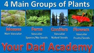 Your Dad Academy - Four Groups Of Plants