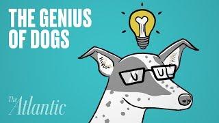 Dogs Have a 'Special Genius'