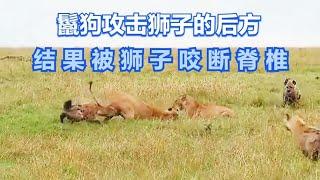鬣狗攻击狮子的后方，结果被狮子咬断脊椎，这下鬣狗不敢嚣张了