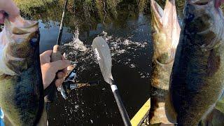 LGmouth, Smallies & a Musky!? | Bobcaygeon, ON (Sturgeon L., and Nogies Creek)