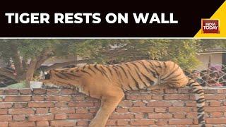 Tiger Enters Village In Uttar Pradesh's Pilibhit | Watch This Ground Report