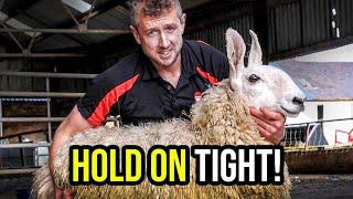 Shearing a Big Bunny?