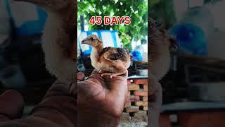 #peru #chicken #poultrylove #chickencare #animallover #birds #chickenfarming #henlife #trending