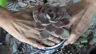 Pot With Me Succulent Video / Lowes Succulent