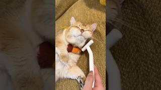 Enjoyable cat brush made my cat shedding#cats #aumuca #cute #bshcat