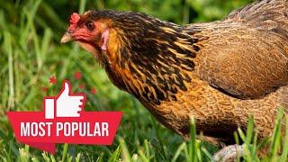 Easter Egger Chicken Everything You Need to Know - why add them to your backyard flock!