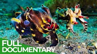 The Gorgeous Underwater World of the Philippines | Tales of Tiny Treasures | Free Documentary Nature