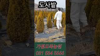 블루애로우/문그로우/골든스마라그/써니스마라그#월동에강한침엽수4종#초보자도재배하기쉬운나무