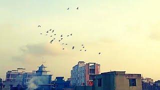 My 1st Video with Pigeon on Rooftop  | #Suborno_Explorer