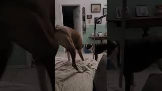 Rascal the bouncing boxer dog with Leah