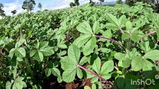 SMART FARMING IN KISII LAND.