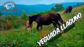 Yeguada LLAGUNO. Trucios (Vizcaya) #horse #horsebreed #caballos #horselovers