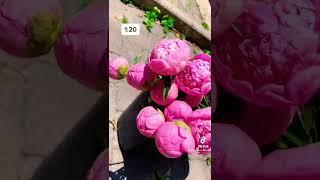 Opening tight peony flowers