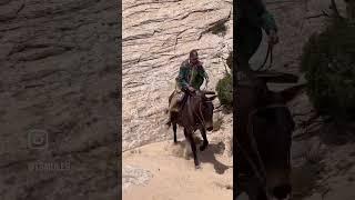 A few clips from our Utah Trail Clinic earlier this week!  #tsmules #tyevans #mule #