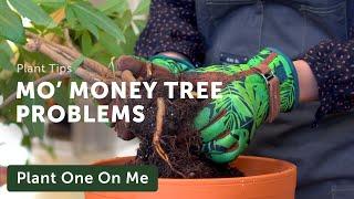 What's WRONG with this PACHIRA AQUATICA (Money Tree) — Ep. 229