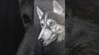 Drawing A Pet Portrait Of A Siberian Husky #art #creativity #drawing #dog #pet #pastel