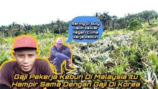 Beginilah aktivitas anak rantau malaysia pekerja kebun nanas