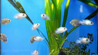 Andinoacara Pulcher Electric Blue Acara - Aquariumplantenshop