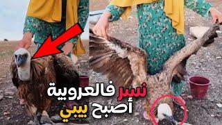 هاد المرأة لقات نسر  ورباتو كاتعطيه النخالة والخبز كارم بحال بيبي ‼️