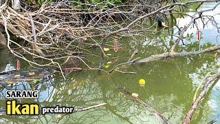 Mancing kakap putih di muara umpan jatuh langsung disambar